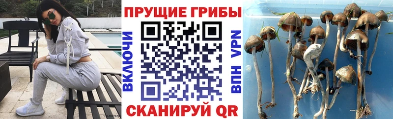 Псилоцибиновые грибы прущие грибы  где купить наркоту  Эртиль 